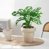 Planta de Vaso Costela de Adão com Múltiplos Furos, Planta Trepadeira de Interior Fácil de Cultivar, Tolerante à Sombra, Planta Verde Purificadora de Ar