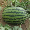 Fabricante Mayorista Perezoso Hanxinnong No. 8 Semillas de Sandía Semillas de Frutas de Primavera y Verano Semillas de Melón y Frutas de Hortalizas