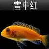 Peces Tropicales de Agua Dulce Vivos para Principiantes, Incluyendo Cíclidos, Peces Vivos con Envío Gratis