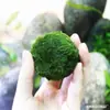 Tanque de Peces Acuario Paisajismo Plantas Acuáticas Bolas de Algas Marinas Bolas Ecológicas Bolas de Algas Verdes Paisajismo Botellas Ecológicas Bolas de Baño Verdes Bolas de Algas Marinas