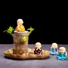 Planta de Madeira Brasileira, Madeira da Sorte, Planta Parecida com a Árvore Groot, Florindo com Botões, Planta Verde de Baixa Manutenção, Pequena Planta de Vaso para Desktop para o Escritório