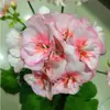 Plántulas de Geranio en Maceta para Dropshipping, Plántulas de Flor de Geranio de Doble Pétalo, Plantas Verdes Ojos de Ángel para Patio y Balcón