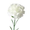 Suministro Listo Ventas de Fábrica Flor Artificial de Seda Clavel Decoración del Hogar Día de la Madre Clavel Individual