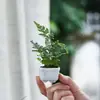 Plantas em vasos em miniatura para as pontas dos seus dedos, purificadoras de ar, perfeitas para mesas de escritório internas, folhagens ultra-miniaturas e adicionando um toque de diversão ao escritório