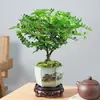 Planta de Pimenta Cheirosa em Vaso Miniatura Planta Repelente de Mosquitos Flor de Interior para Sala de Estar Escritório Mesa Pequena Planta Verde Fácil de Cuidar