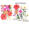 Bolsa de Flores Secas para Manualidades con Flores en Relieve, Marcapáginas de Flores en Relieve, Bolsa de Flores en Relieve, Material para Pintura en Relieve, Pegamento para Flores Reales, Hojas Secas