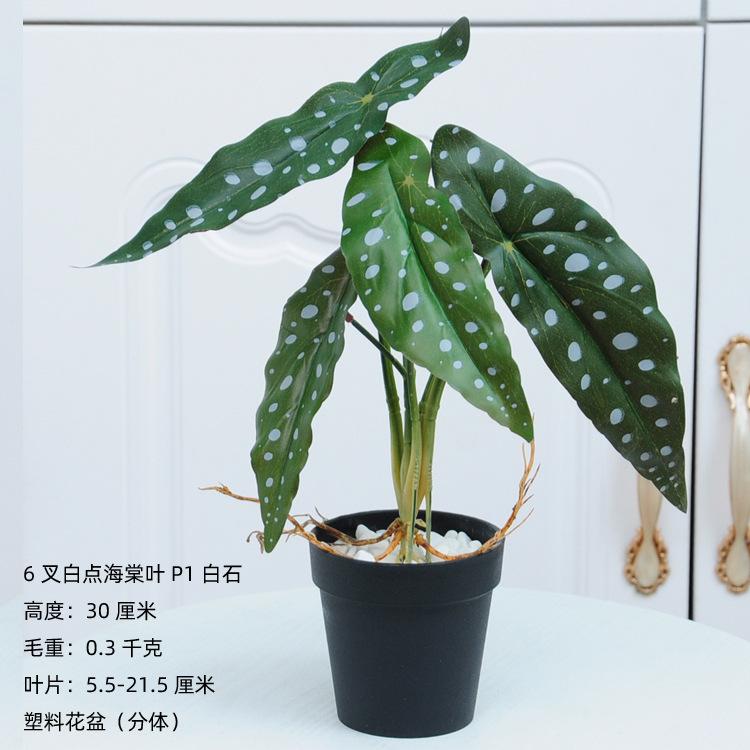 6叉带须白点海棠叶P1白石