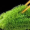 Uvas de Mar Listas para Comer Algas Saladas Infantiles Plato Frío Fresco Uvas de Mar Verduras del Océano Caviar Verde Algas Marinas