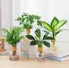 Plantas hidropônicas escritório plantas verdes internas plantas de vaso de mesa Árvore da Riqueza Diamante Dourado Madeira Pé de Pato Marian Fácil de cultivar o ano todo