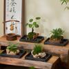 Bonsái de Calamo, Piedra Absorbente, Planta Verde, Planta en Maceta de Helecho Cola de Lobo, Planta Fácil de Cultivar para Personas Perezosas, Hidroponía de Espejo Resistente a la Oreja de Tigre