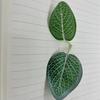 Vendas diretas da fábrica cola de malha branca folha folha de vime acessórios de planta verde simulação de folha de planta