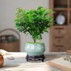 Madera Aromática Maceta Tocón Viejo de Pimienta Plantones Repelente de Mosquitos e Insectos para Interiores Planta de Escritorio Perenne Planta Verde para Todas las Estaciones