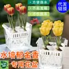 Vaso de Vidrio para Tulipán Hidropónico Maceta para Flor de Bulbo Cultivada en Agua Lirio con Cesta de Plantación Maceta Cuadrada Transparente
