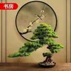 Sala de estar interna pinheiro pinheiro acolhedor bonsai árvore real cidade pinheiro paisagismo pequeno pinheiro vaso vaso de flores pinheiro real vaso