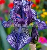 Semillas de rizomas de iris de flor azul, semillas de flores de bulbo, fáciles de cultivar y florecen todo el año, adecuadas para paisajismo de jardines y plantas en maceta