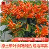 Plántulas de Flor Lingxiao Resistentes al Frío, Enredaderas Trepadoras, Florales de Floración Cuatro Estaciones, Plántulas Grandes, Plantas Verdes, Plantas en Maceta, Florales de Petardos para Patio Balcón, Glicina