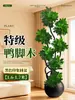 Planta de Madera Patas de Pato para Sala de Estar, Planta de Interior Grande en Maceta de Alta Gama, Madera Patas de Pato de Pie Elegante y Sofisticada