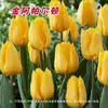 Nuevas Flores de Tulipán en Maceta, Cultivo en Tierra Hidropónica, Flores Resistentes al Frío para Interiores y Exteriores en Balcones, Plantas, Semillas de Tulipán