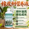 Solução Nutritiva para Seringueira Fertilizante para Flores Amarelamento Queda de Folhas Murchamento Fertilizante Especial para Seringueira King Kong Preto Fertilizante Líquido para Plantas de Vaso