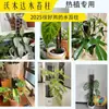 Pilares de Musgo, Plantas Trepadoras Monstera para Paredes, Columnas Fijas para Trepar para Plantas de Clima Cálido, Nuevo Tipo de Pilares de Mesa de Agua