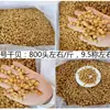 Columna de vieira seca Guangxi Beihai al por mayor seca ligera 200 cabezas 350 cabezas 400 cabezas mariscos secos crudos 500g gachas