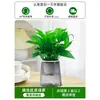 Plantas em Vasos Diamante Dourado, Plantas Hidropônicas no Escritório, Flores de Fácil Cultivo para Mesa, Plantas Suculentas, Sala de Estar, Casa Nova, Plantas Verdes Absorvedoras de Formaldeído