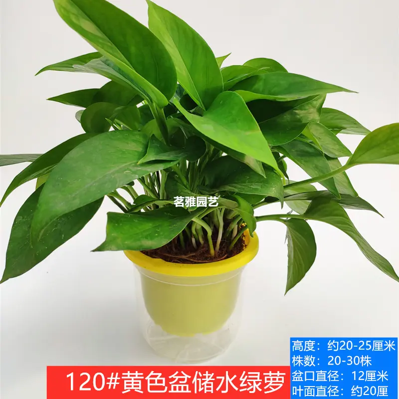 IMG_20200103_133845_副本