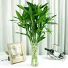 Plantas Hidropónicas de Bambú que Mejoran la Fortuna, Plantas Verdes Fáciles de Cuidar para la Sala de Estar, Flores que Atraen el Dinero, Plantas de Rábano Verde, Flores de Interior en Maceta