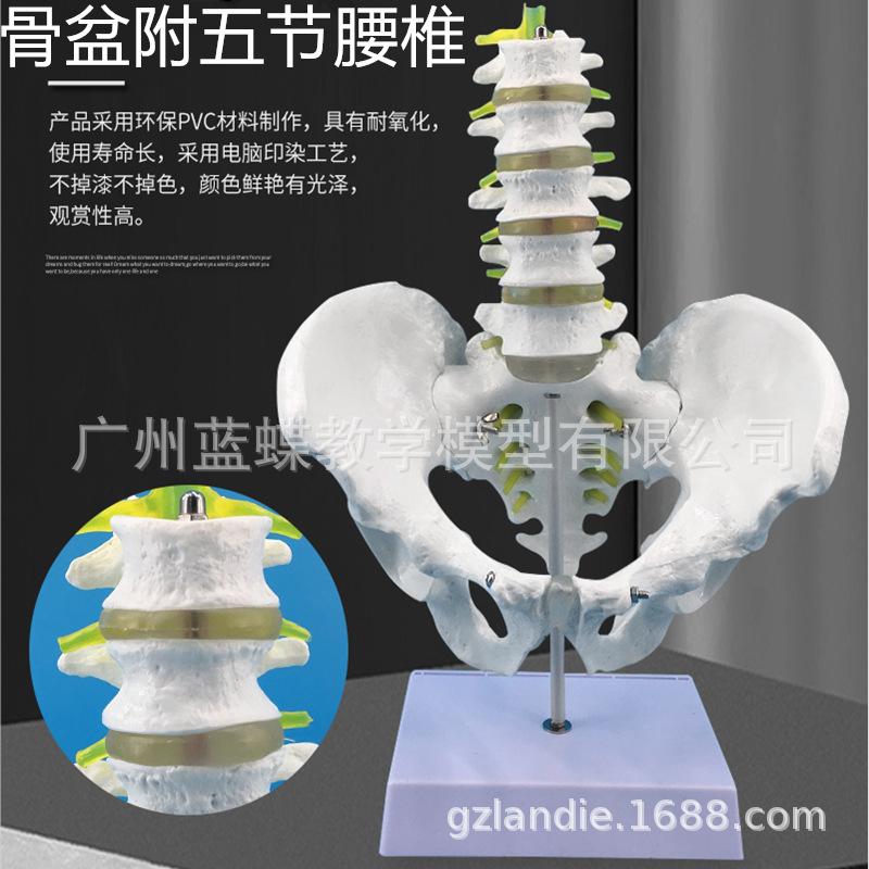 男性骨盆带腰椎主图33