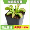 Las plantas carnívoras en maceta son plantas verdes perennes que atrapan y comen insectos, repelen mosquitos y son fáciles de mantener en balcones y en interiores.. Son flores resistentes al calor