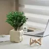 Plantas Pote Relaxantes Pinheiro Azul na Sala de Estar e Mesa de Escritório Ornamentos de Plantas Verdes para Purificar o Ar Plantas de Humor o Ano Todo