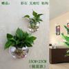 Maceta Acrílica de Pared Hidropónica para Pothos, Botella, Colgante de Pared, Pecera, Decoración de Pared, Restaurante, Sala de Estar, Pared de Fondo, Maceta