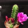 Momotaro Sin Espinas Floreciente Hermosa Columna de Astas Suculenta Cactus en Maceta Flor de Balcón Planta Verde