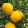 Plantones de Pomelo Naranja Dulce para Venta por Dropshipping, para Plantar en Macetas en el Norte y Sur, Plantación en Patio, Plantones de Cítricos Naranja Dulce sin Semillas Injertados