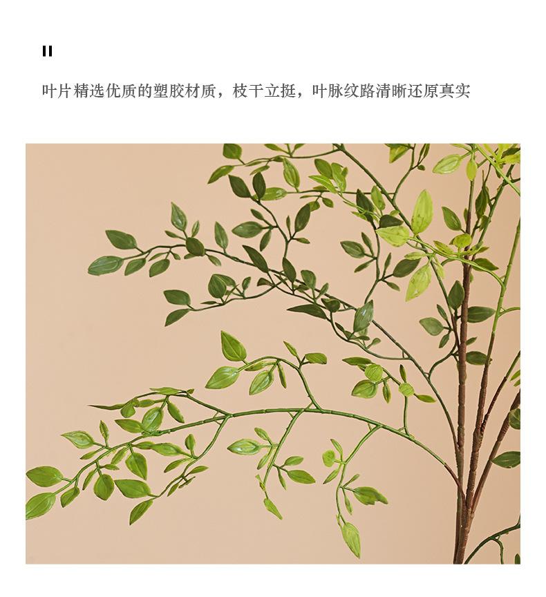 单枝3叉豆叶_05.jpg