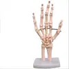 Modelo de função da articulação do joelho humano articulação do ombro articulação do cotovelo articulação da mão articulação do pé articulação do quadril modelo de osso móvel