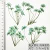 Flor de Encaje de Múltiples Cabezas con Ramas Flor de Cuentas de Nieve Espécimen de Planta de Flor Seca Marcapáginas en Relieve Hoja Real Flor Real Pegatina de Hoja