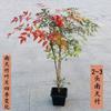 Envío Directo Bambú Nandina Maceta Hoja Roja Tianzhu Flor Grande Plántula Hidropónico Llama Montón Viejo Bonsái Planta Frutal Fruta