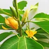 Envío directo de plántulas de orquídea blanca y magnolia con capullos, plantas maduras enanas, orquídeas cuerno moradas y amarillas en maceta, florecen todo el año