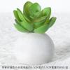 Simulação de pequena bola de cimento carnuda bonsai plantas verdes de interior plantas em vaso pequenos ornamentos de mesa de escritório adereços de fotografia