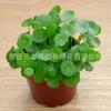 Plantas de Interior em Vaso com Folhas Verdes: Pothos, Menta, Planta Cobra, Árvore do Dinheiro, Jasmim e Outras Combinações de Plantas Verdes