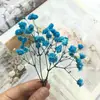 Pacote de Material DIY Flor Eterna 1g Gradiente Cabeça Grande Mosquitinho Estrela Milionária Buquê de Flores Secas Flor Eterna Flor Real