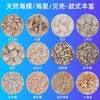 Conchas Marinas Pequeñas Naturales Mini Estrellas de Mar Conchas Resina Oceánica Imanes para Refrigerador Pegamento Crema Materiales Hechos a Mano DIY Accesorios No