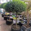Dropshipping Flor Espejo Planta Árbol de Cera de Sichuan y Yunnan Ligustrum Oro Brillante Ciprés Azul Hielo Serie Piruleta Planta en Maceta Estilo Jardín