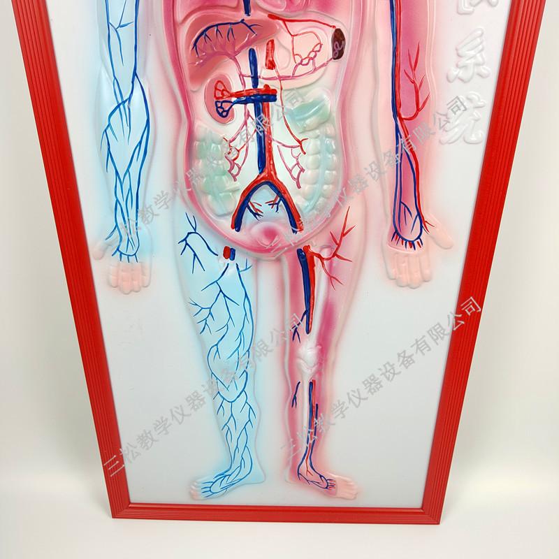 人体血液系统浮雕模型4_副本