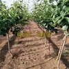 Plántulas de Pera de Jade de una Pieza para Envío Directo, para Plantar en el Norte y el Sur, Plantación en Patio y Balcón, Plántulas de Pera Dulce Injertadas en Macetas Extra Grandes