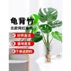 Planta Hidropónica Monstera Maceta Pila Vieja Purifica el Aire Ave del Paraíso Hoja Grande Follaje de Interior Planta Verde Perenne Todo el Año
