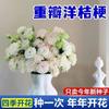 E-commerce Dropshipping de Sementes de Lisianthus para Uso Interno e Externo em Todas as Estações, Sementes de Flores em Vaso Fáceis de Cultivar para Floração Externa