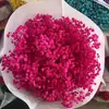 Fábrica de Gypsophila Eterna de Yunnan Fornecimento Direto Flores Secas de Gypsophila Eterna Flores Reais Atacado Materiais DIY de Flor Eterna