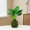 Platino Diamante Bola de Musgo Hidropónica Planta Decoración de Escritorio de Oficina Planta Verde Perenne Purificador de Aire para Todas las Estaciones Princesa Verde